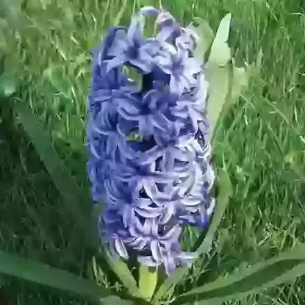 Exhibition Hyacinths